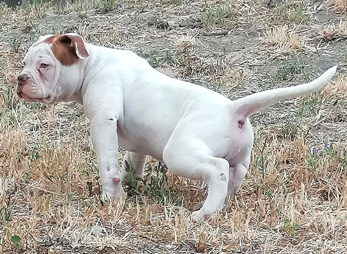 Picchiotti's Uranio | American Bulldog 