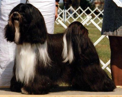 SHALU ATISHA'S MAGIC GARDEN | Tibetan Terrier 