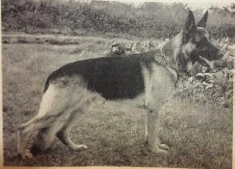 Fero dell'Alta Quercia | German Shepherd Dog 