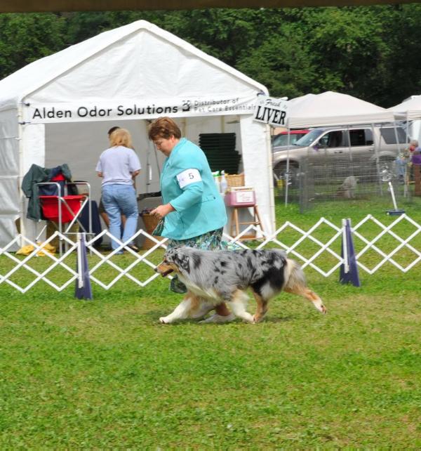 Howlyn Sneak Rattle N' Roll | Australian Shepherd 