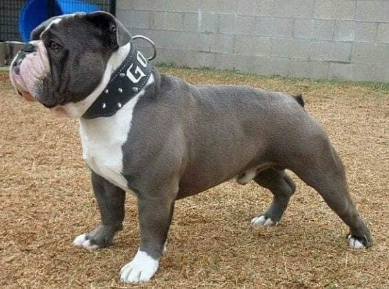 Poppas Young gotti | Olde English Bulldogge 