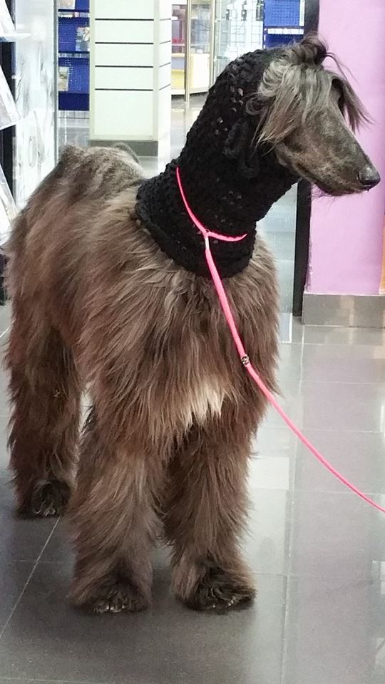 Wasqa de sweet hairy (Karla) | Afghan Hound 