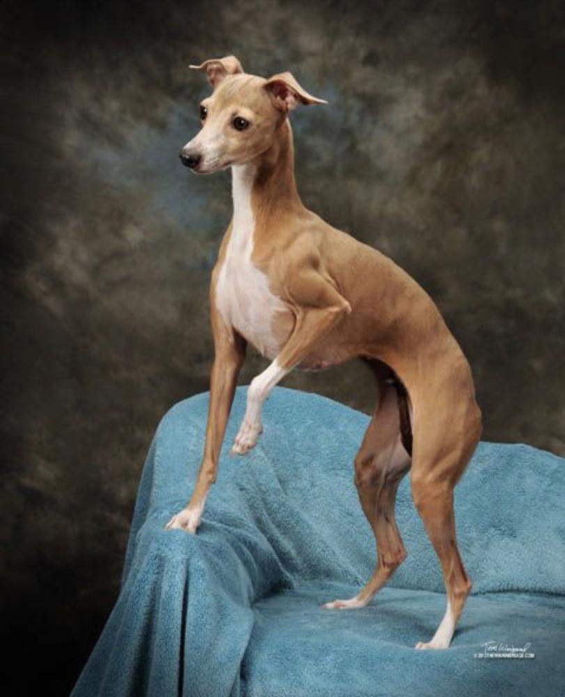 Wynson's Southern Magnolia | Italian Greyhound 