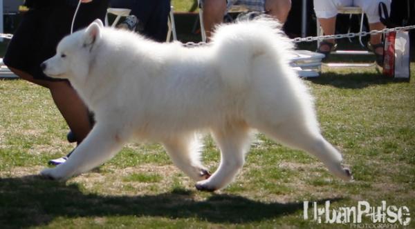 White Spirit's Over The Moon( Jack) | Samoyed 