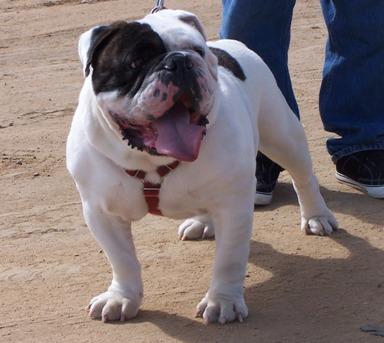 Friday Fatboi Velasquez | Olde English Bulldogge 