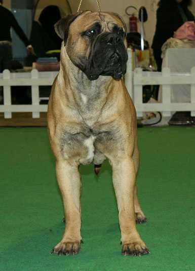 Noedabull Natan | Bullmastiff 