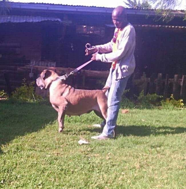 BOSVLEI TEERTANG | African Boerboel 
