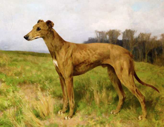 Dee Flint | Greyhound 