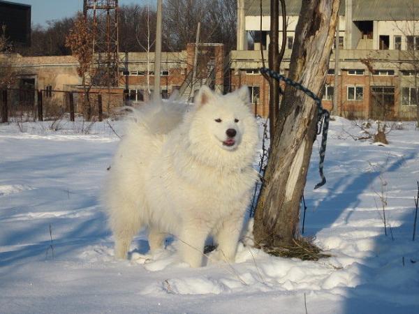 Gold Charm Arabella - Terence | Samoyed 