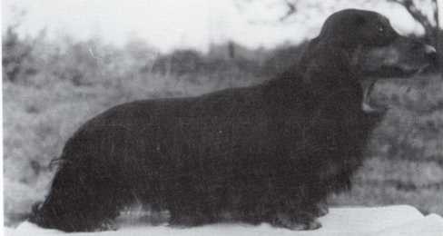 Woodreed Clyde | Dachshund 