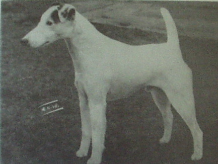 Harkaway Matador | Smooth Fox Terrier 