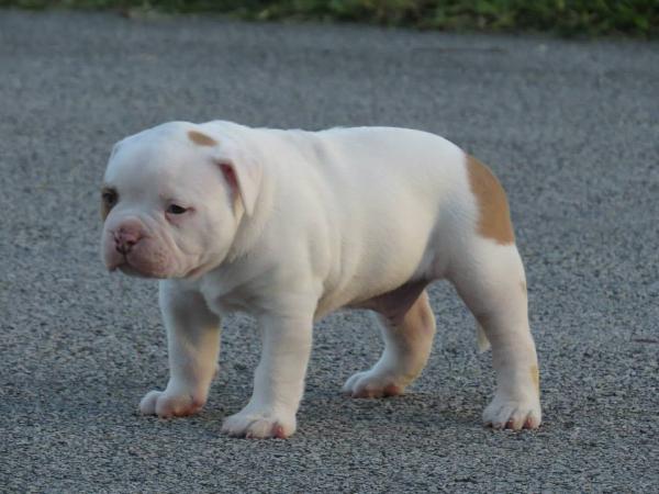 King Solo of billy's Sunset bullies | American Bulldog 