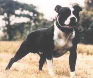 Melmar's The Cocker | Staffordshire Bull Terrier 