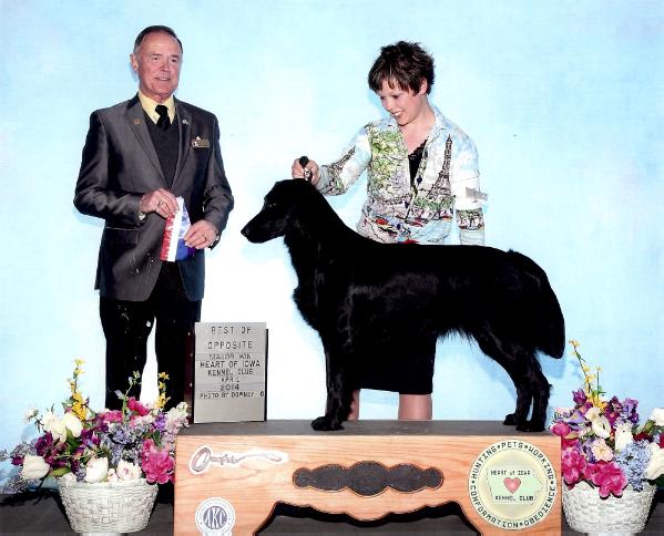 Her Ladyship Bonnie Du of Winthrop Harbor | Flat-Coated Retriever 