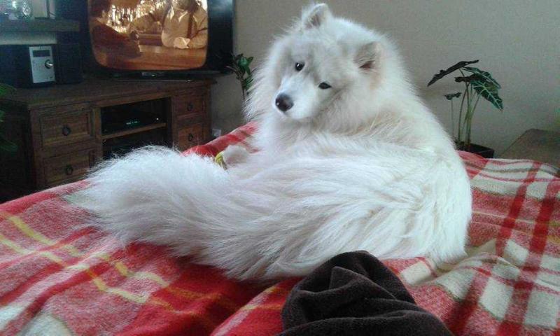 ELIOT OF HONEY Magia Syberii | Samoyed 