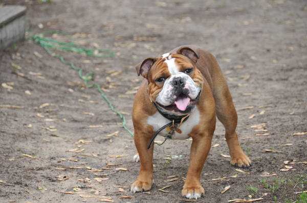 Pelto's Petro | Olde English Bulldogge 