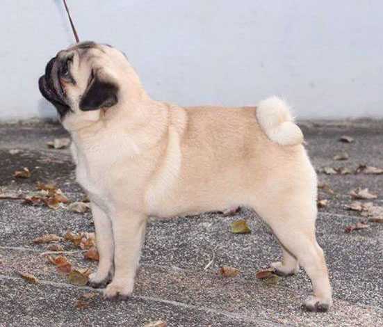 Mianda's Little Musketeer Gin | Pug 