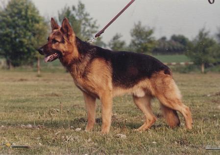 Peer vom Mühlenbruch | German Shepherd Dog 