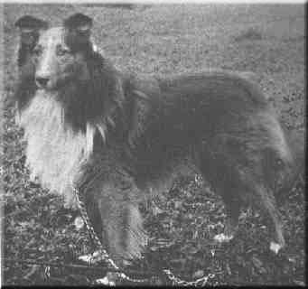Ormskirk Emerald | Rough Collie 