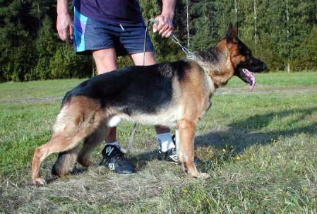 Triwindas Lennon | German Shepherd Dog 