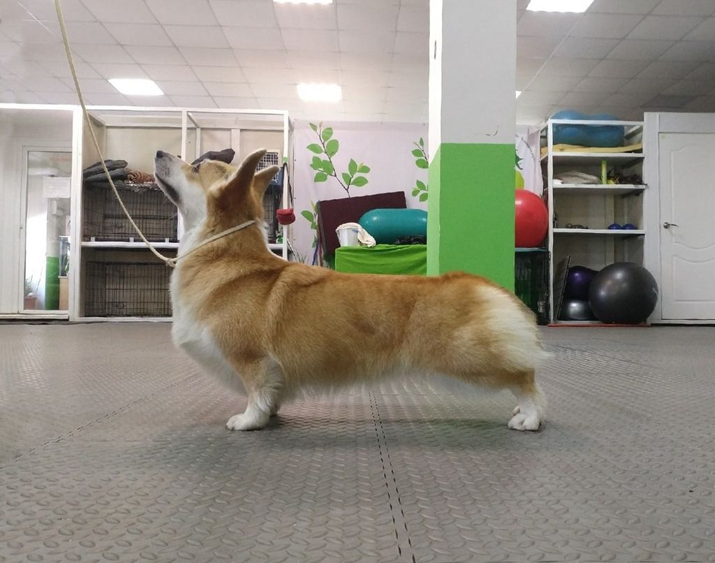 Terra Cauri Somma Capacita (NB) | Pembroke Welsh Corgi 