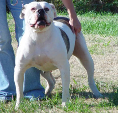 Johnson's Dolly | American Bulldog 