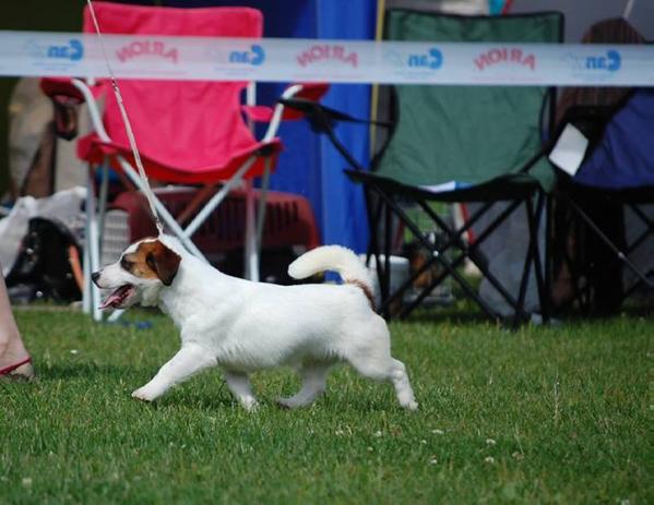 Friendly Flynn | Jack Russell Terrier 