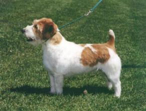 Coleann Brown Lagar | Jack Russell Terrier 