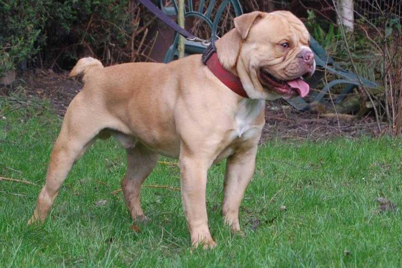 NBBZ Brock | Olde English Bulldogge 