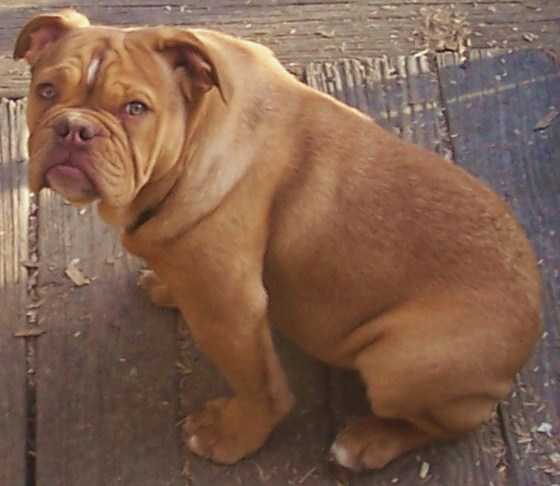 BuffaloCreek's Suzie Q | Olde English Bulldogge 