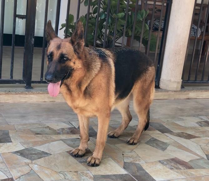Musa do Temar | German Shepherd Dog 