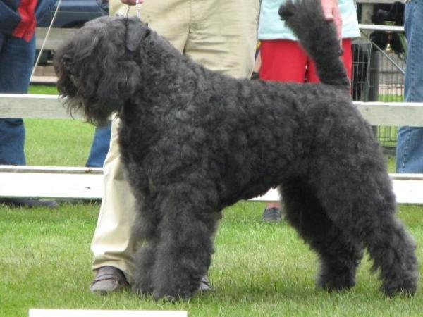 Xerxes-Toos v.d. Vanenblikhoeve | Bouvier des Flandres 