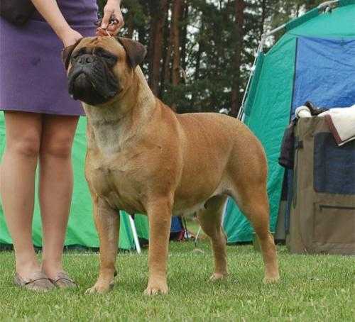 Trish lemabull iz sozvezdija psov | Bullmastiff 