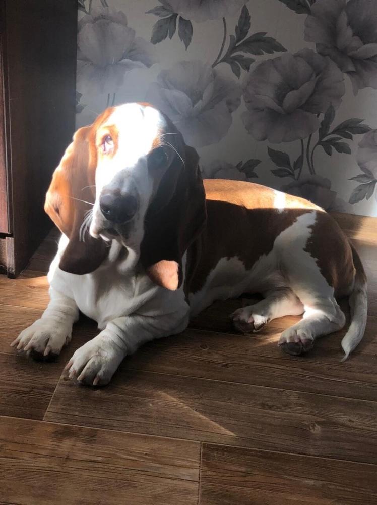 Lily Crown Italy of Love | Basset Hound 