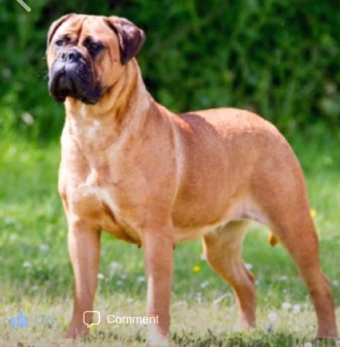 ARDHUB BLACK OBSESSION AT ALONZOBAR | Bullmastiff 