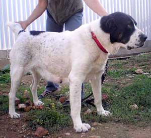 Vayrana bayaz buri | Central Asian Shepherd Dog 