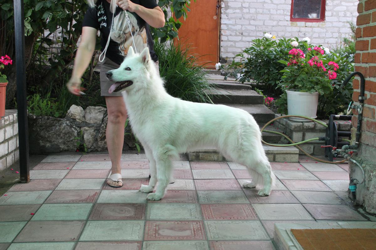 S nezhny zver zarina | White Swiss Shepherd Dog 