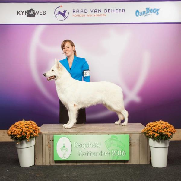 Flashing Jewel Crystal Clear | White Swiss Shepherd Dog 