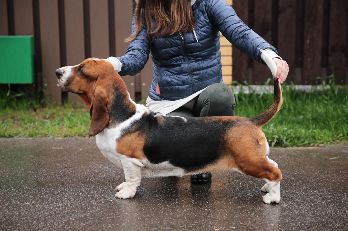 Buffobass Winterfell Lady Sansa | Basset Hound 