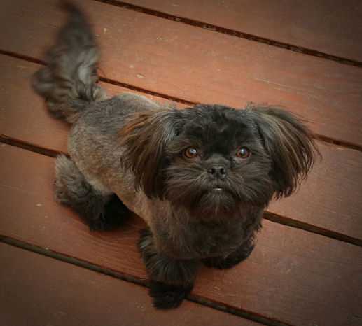 Enchanted Mountains Honeys Black Pearl | Shih Tzu 