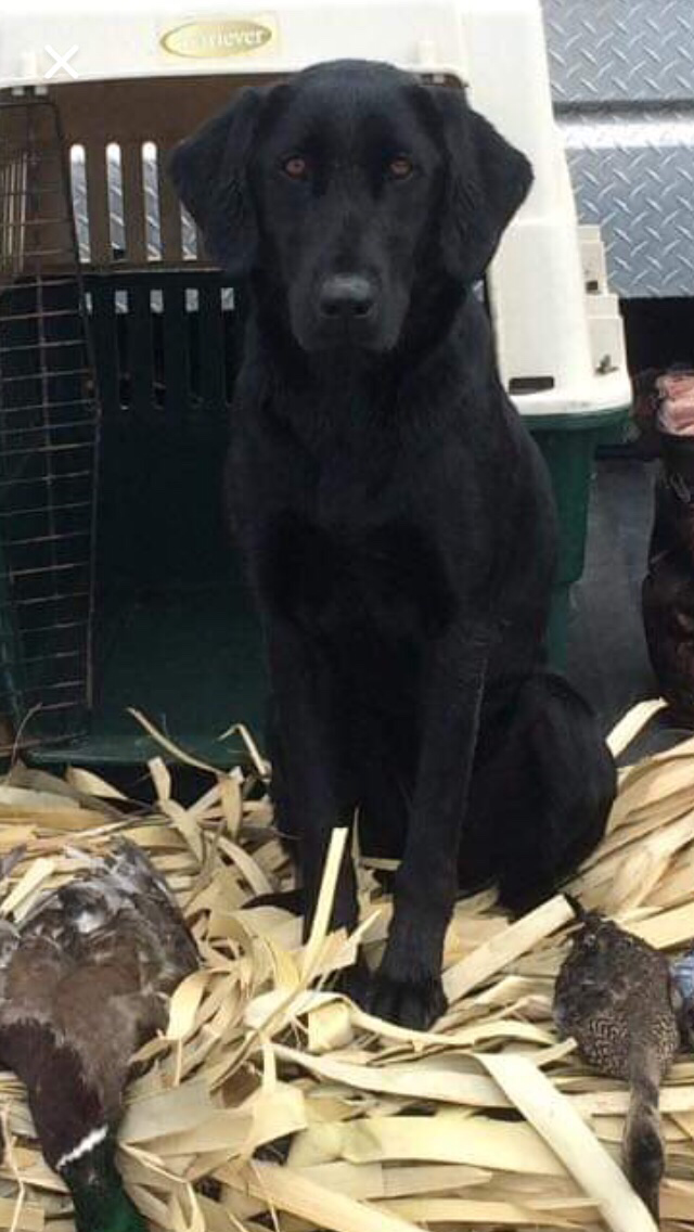 Texiana's Work'n Girl | Black Labrador Retriver