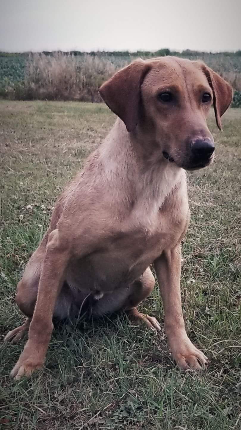 CPR Young Gunz Greenwing Mayhem | Yellow Labrador Retriver