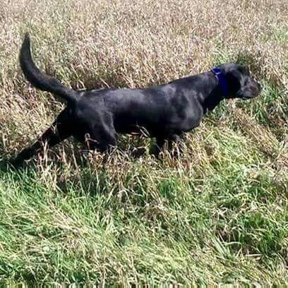 CPR Young Gunz Stealth Point | Black Labrador Retriver