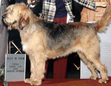 Avitar Follyhoun Kahootz | Otterhound 