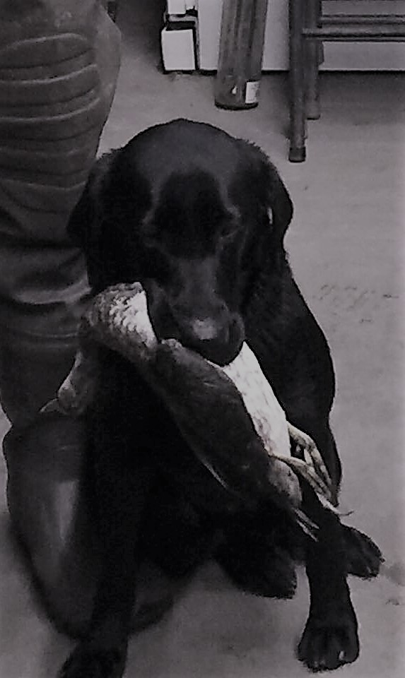 HR Rimfires Marsh Madness | Black Labrador Retriver
