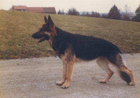 Axel vom gelben Rühl | German Shepherd Dog 