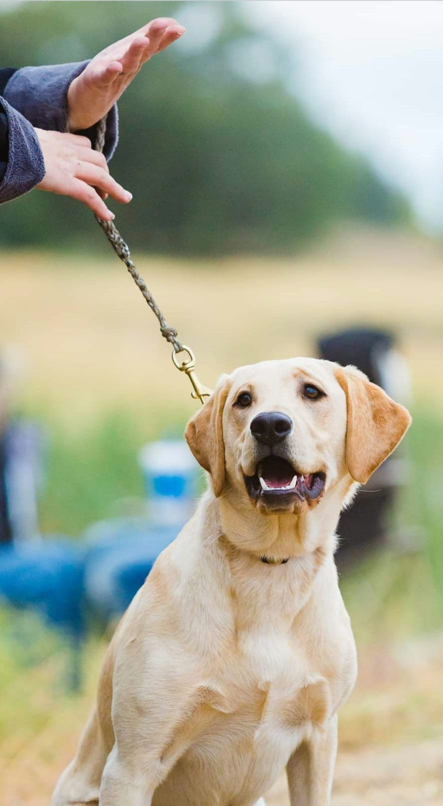 SHR Sunny Skies Lady Skyla Starfire James JH CGC | Yellow Labrador Retriver