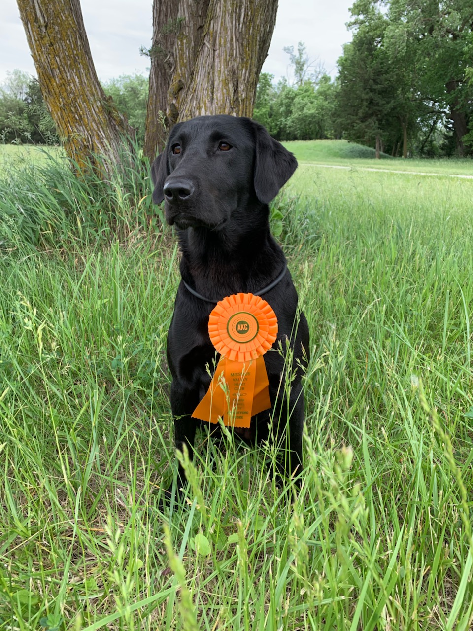 4xGMPR Midwest's Syc'em Up Zia MH | Black Labrador Retriver