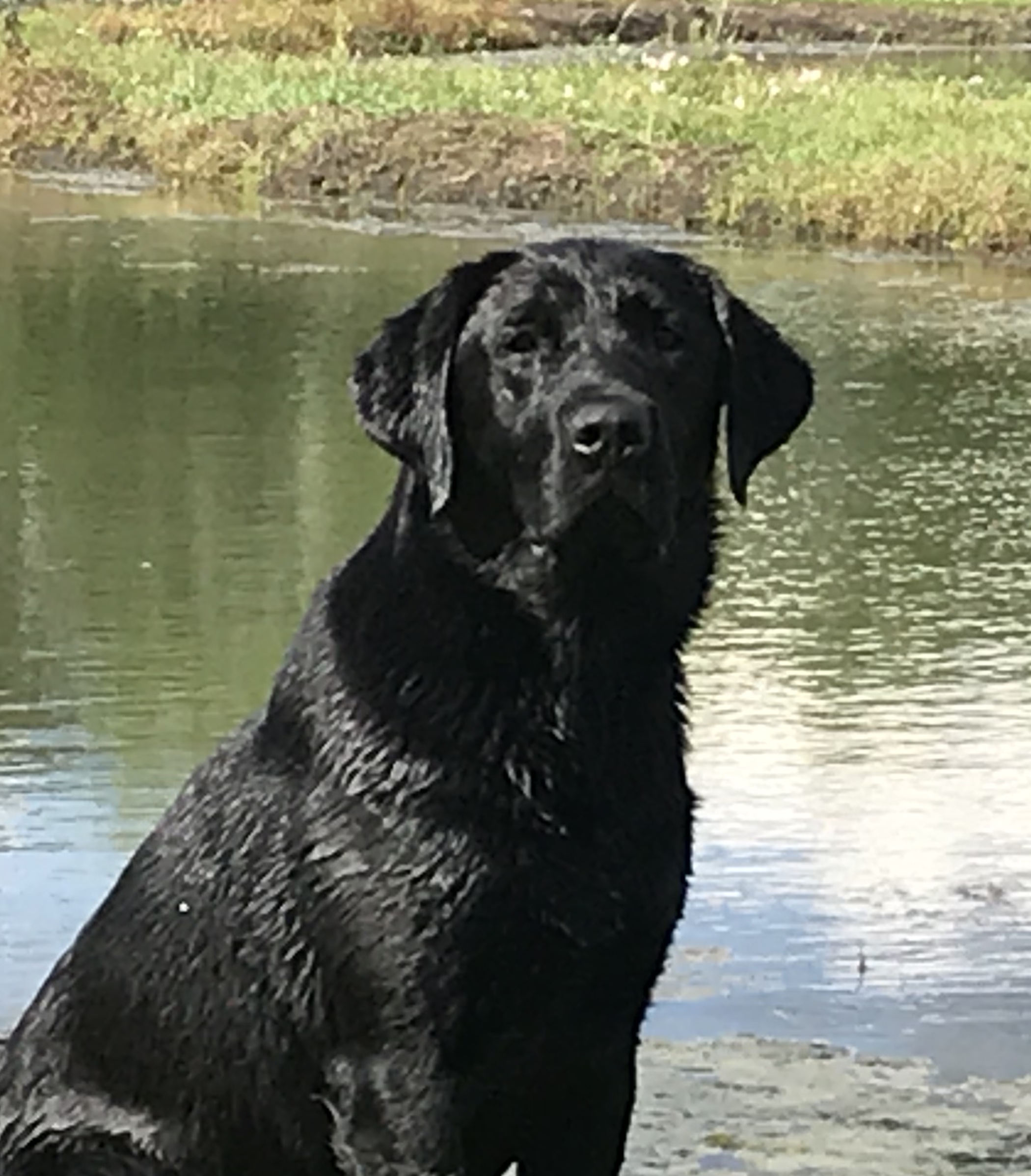 HRCH Atchafalaya's Ace In The Hole | Black Labrador Retriver