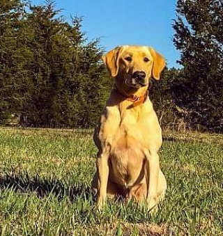 Royal Reed's Gotta Lotta Moxie | Yellow Labrador Retriver